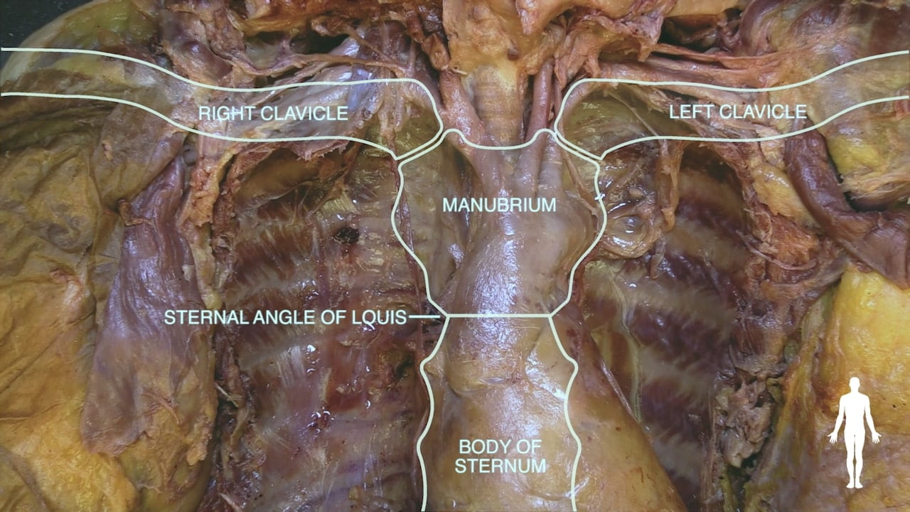 Labels (top to bottom): Right clavicle, left clavicle, manubrium, sternal angle of Louis, body of sternum