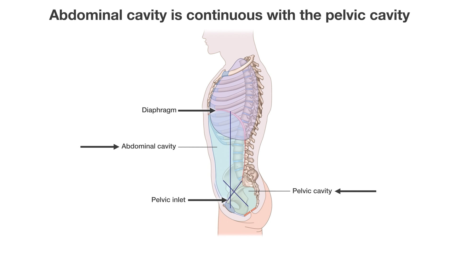 Labels (top to bottom): Diaphragm, abdominal cavity, pelvic cavity, pelvic inlet