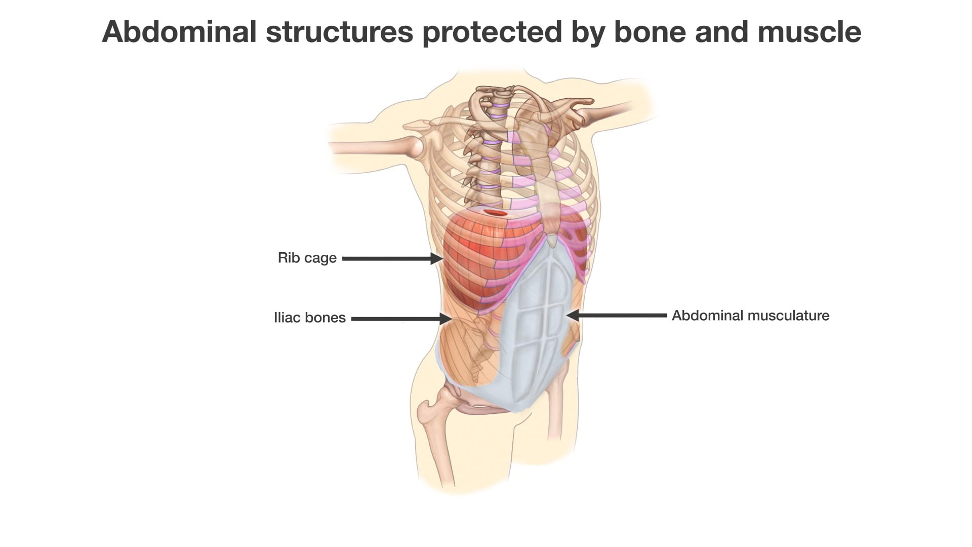 Labels (top to bottom): Rib cage, iliac bones, abdominal musculature