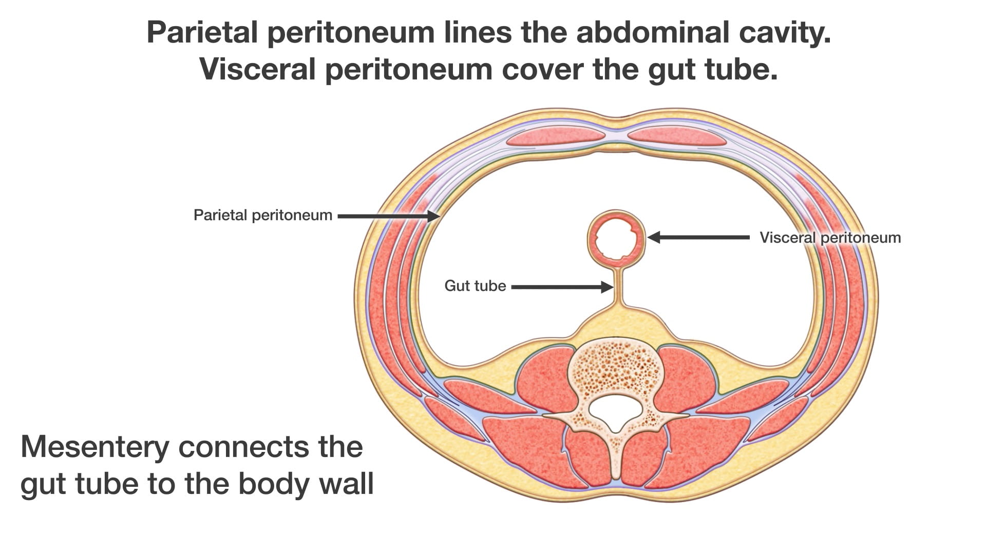 Labels (top to bottom): Parietal peritoneum, visceral peritoneum, gut tube, mesentery connects the gut tube to the body wall