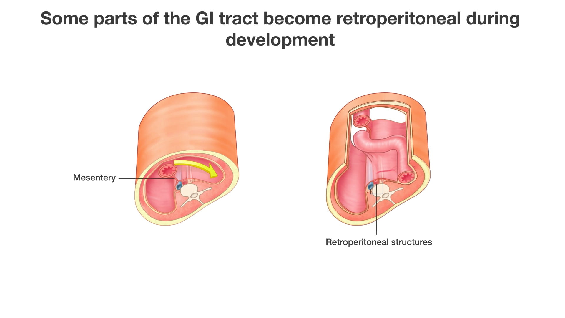 Labels (top to bottom): Mesentery, retroperitoneal structures