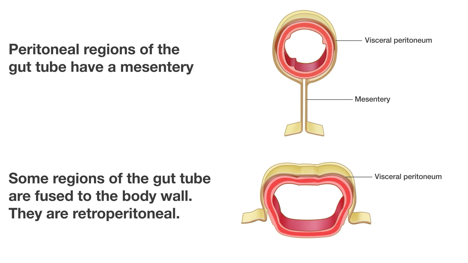 Text: Some regions of the gut tube are fused to the body wall. They are retroperitoneal. Labels (top to bottom): Visceral peritoneum, mesentery, visceral peritoneum