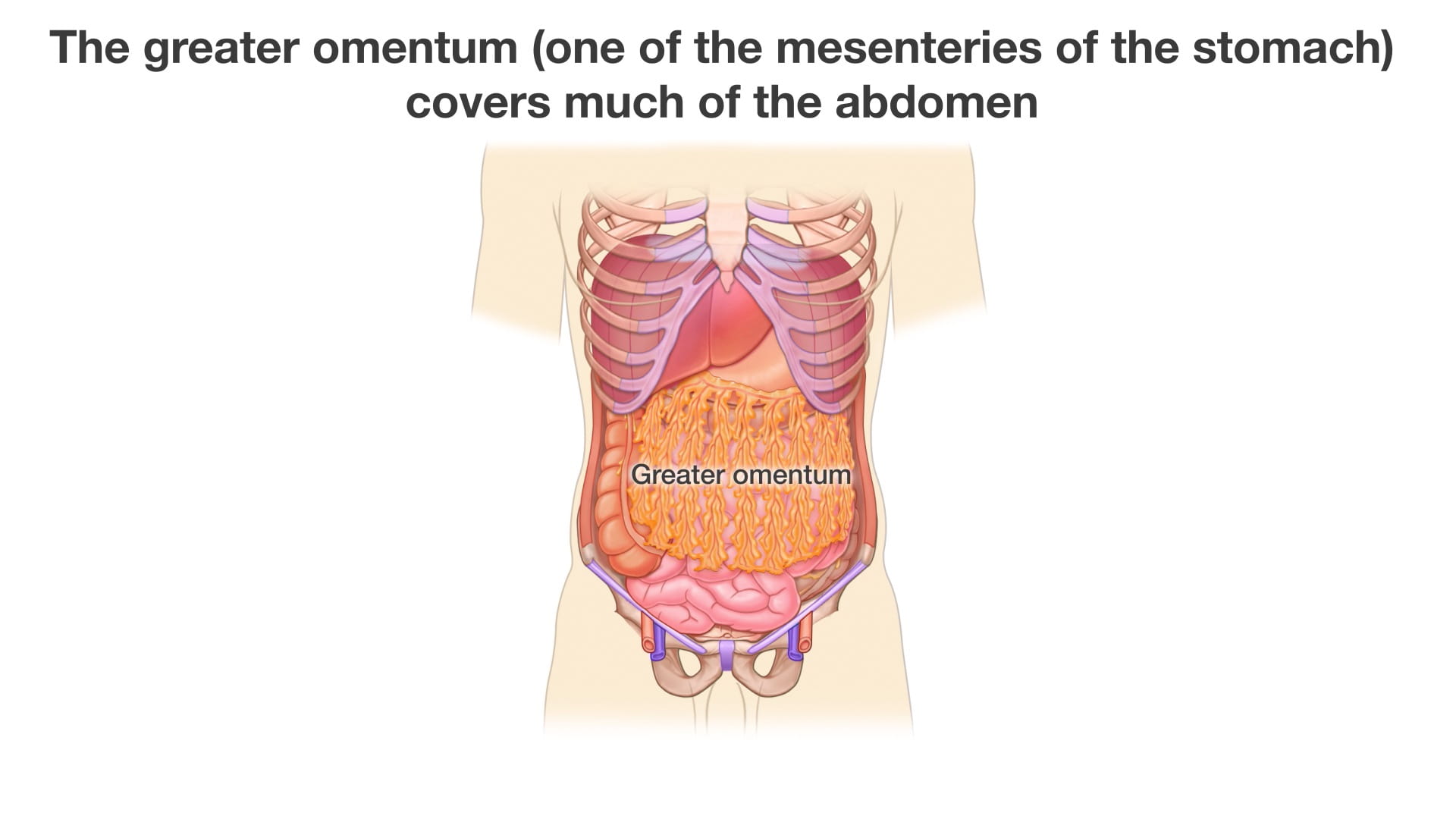 Label: greater omentum