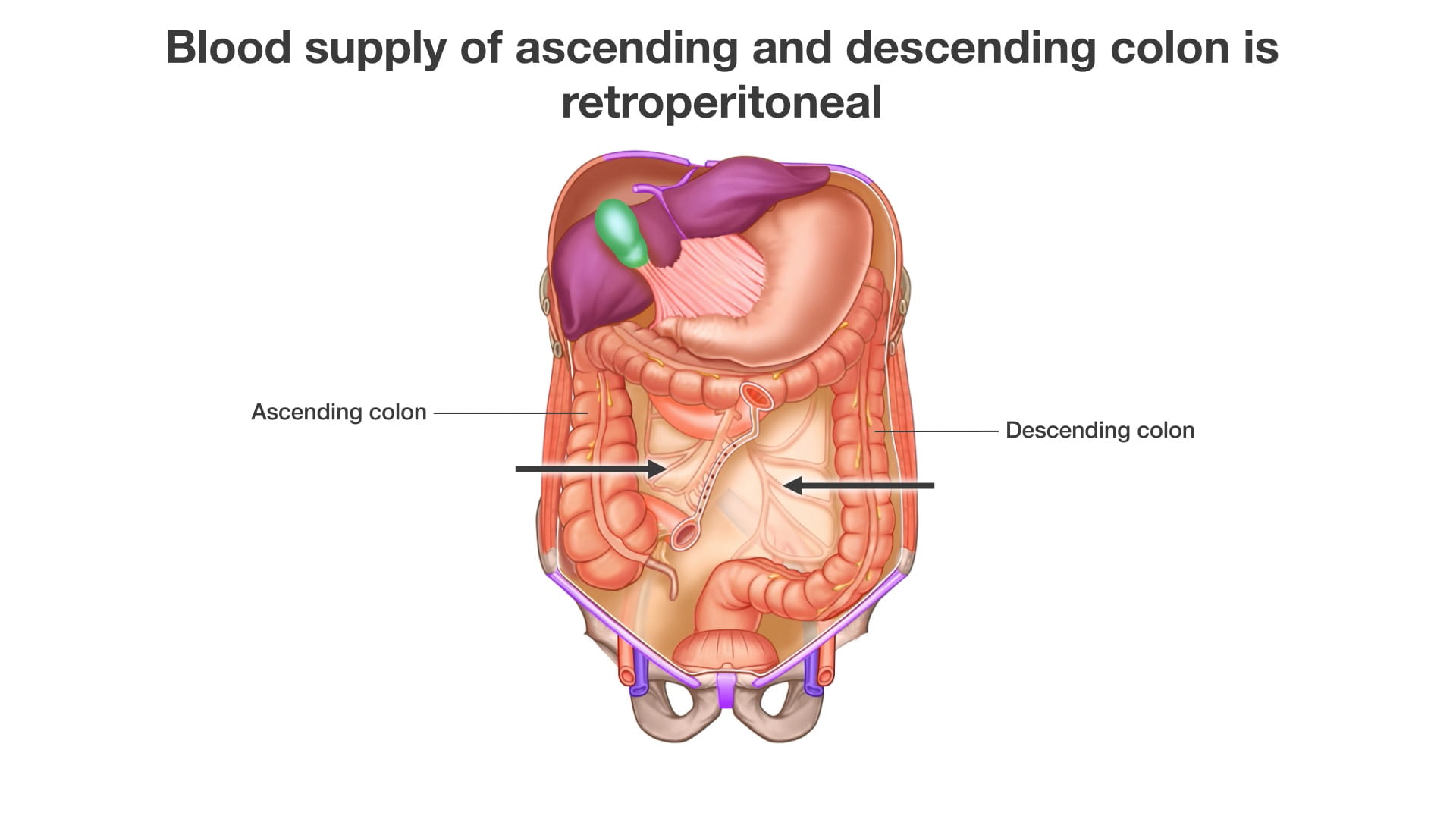 Labels (left to right): Ascending colon, descending colon