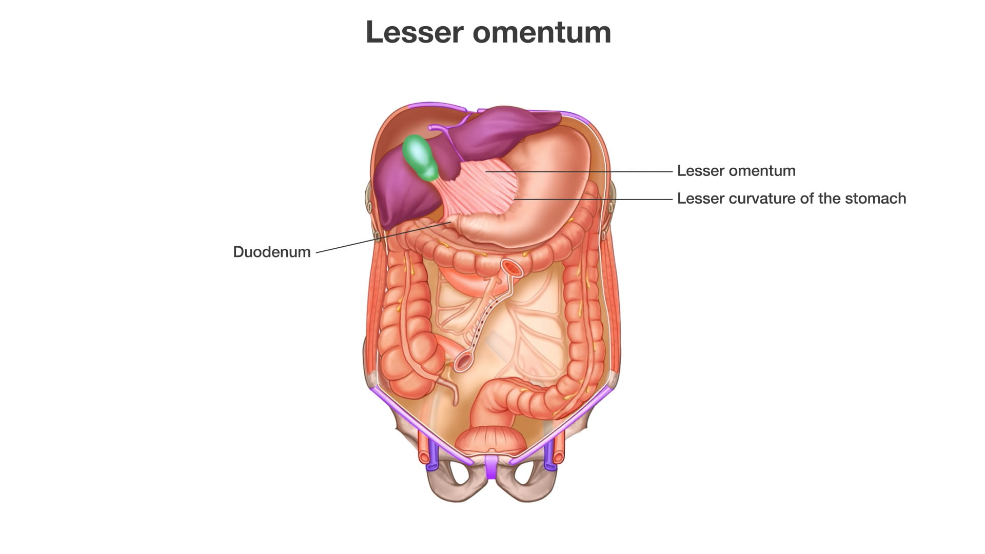 Labels (top to bottom): Lesser omentum, lesser curvature of the stomach, duodenum