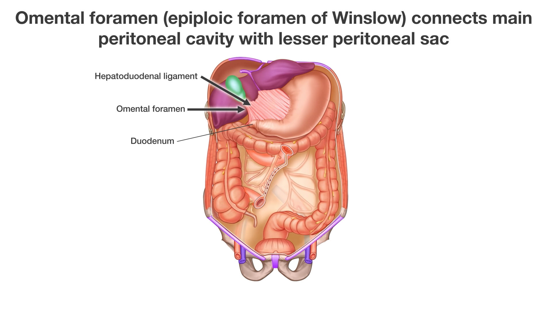 Labels (top to bottom): Hepatoduodenal ligament, omental foramen, duodenum