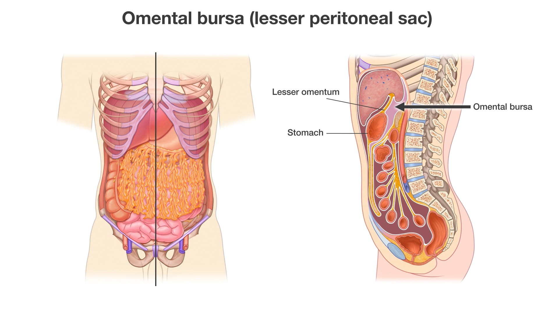 Labels (top to bottom): Lesser omentum, omental bursa, stomach