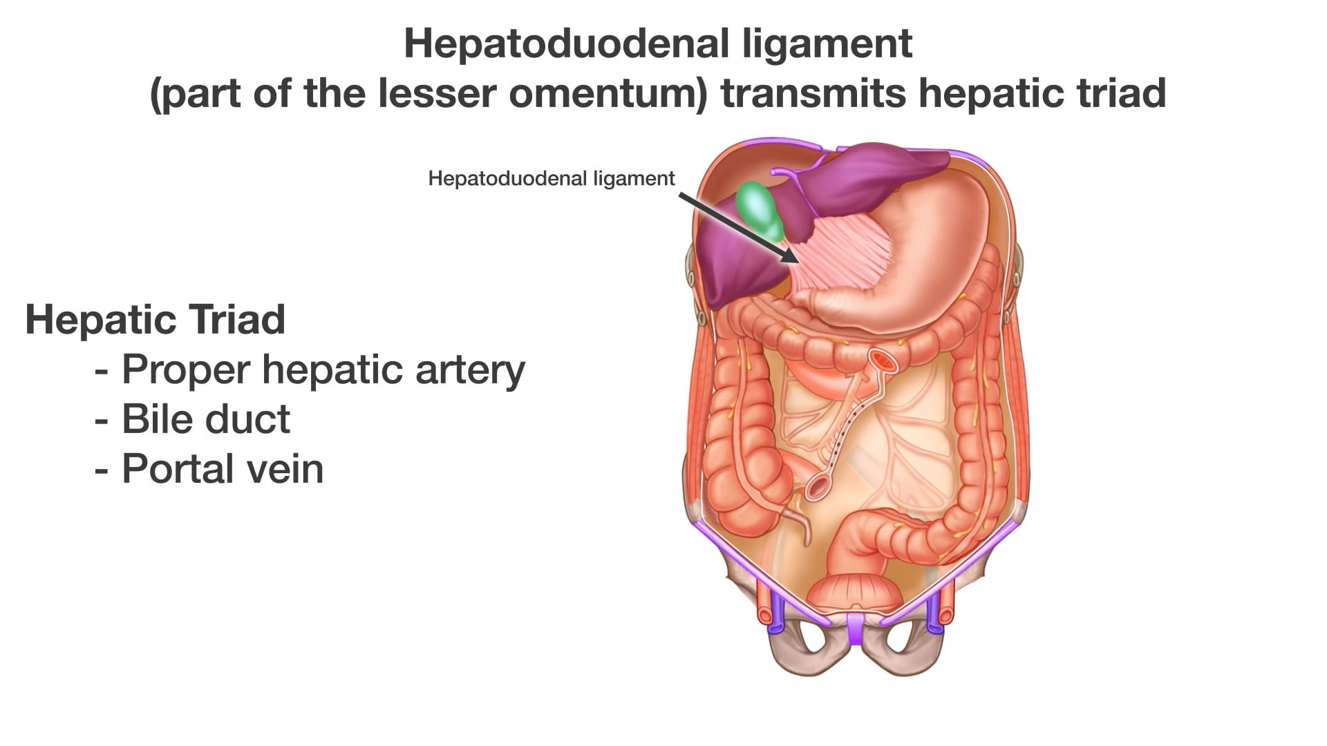 Text: Hepatic Triad - Proper hepatic artery - Bile duct - Portal vein Label: Hepatoduodenal ligament