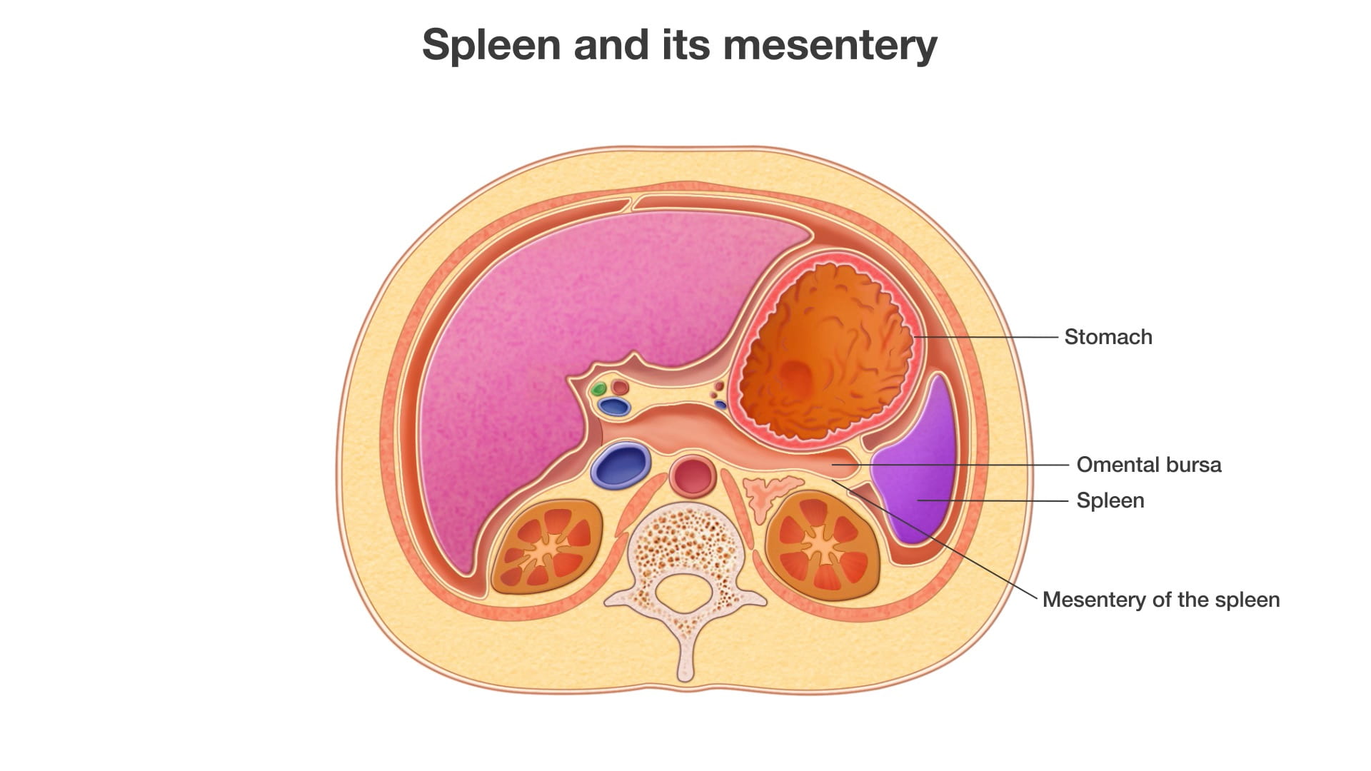 Labels (top to bottom): Stomach, omental bursa, spleen, mesentery of the spleen