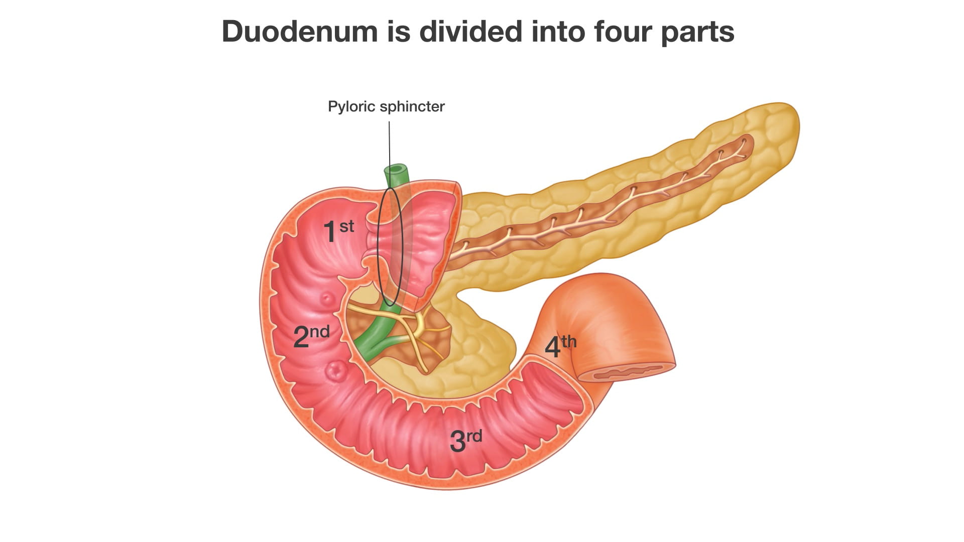 Labels (top to bottom): Pyloric sphincter, 1st, 2nd, 3rd, 4th