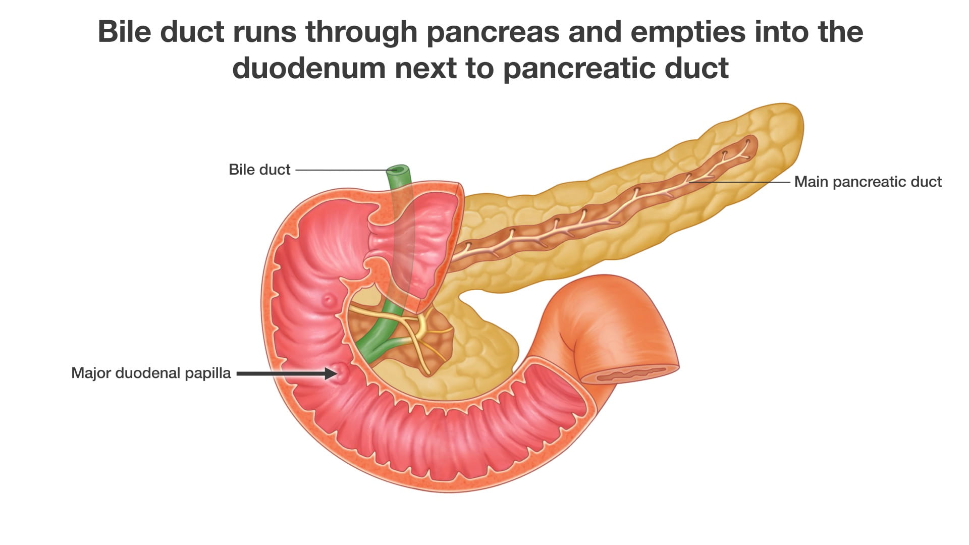 Labels (top to bottom): Bile duct, main pancreatic duct, major duodenal papilla