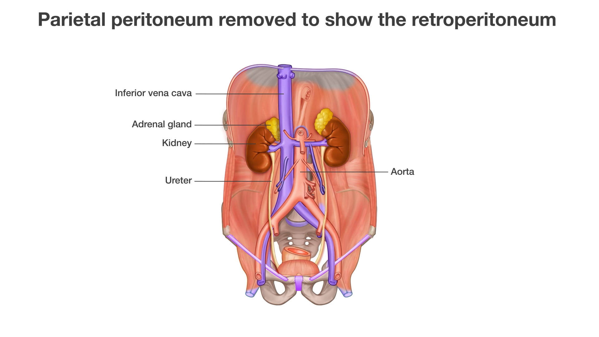 Labels (top to bottom): Inferior vena cava, adrenal gland, kidney, aorta, ureter