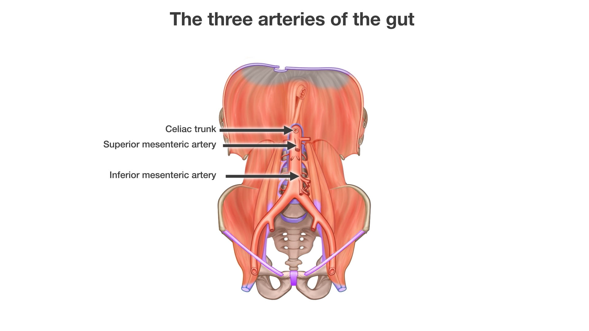 Labels (top to bottom): Celiac mesenteric artery, inferior mesenteric artery