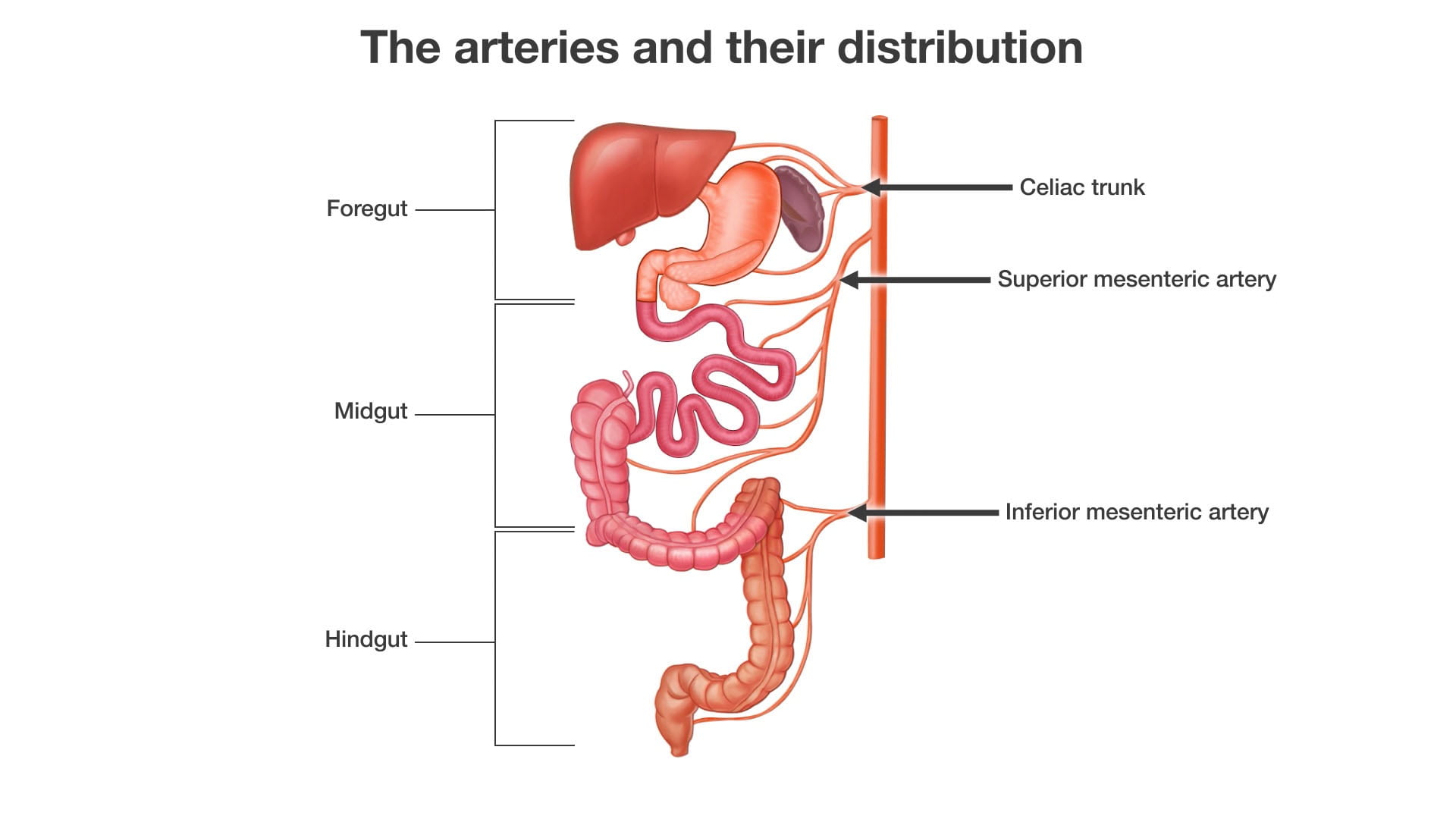 Labels (top to bottom): Celiac trunk, foregut, superior mesenteric artery, midgut, inferior mesenteric artery, hindgut