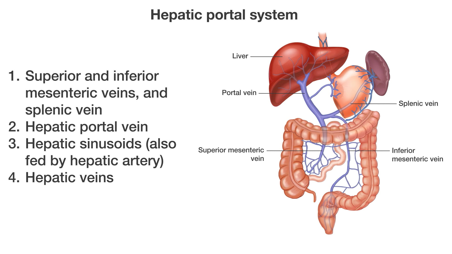 Text: 1. Superior and inferior mesenteric veins, and splenic vein 2. Hepatic portal vein 3. Hepatic sinusoids (also fed by hepatic artery) 4. Hepatic veins Labels (top to bottom): Liver, portal vein, splenic vein, superior mesenteric vein, inferior mesenteric vein