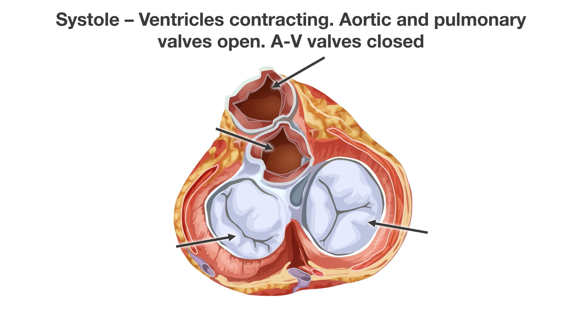 Text: Systole - Ventricles contracting. Aortic and pulmonary valves open. A-V valves closed