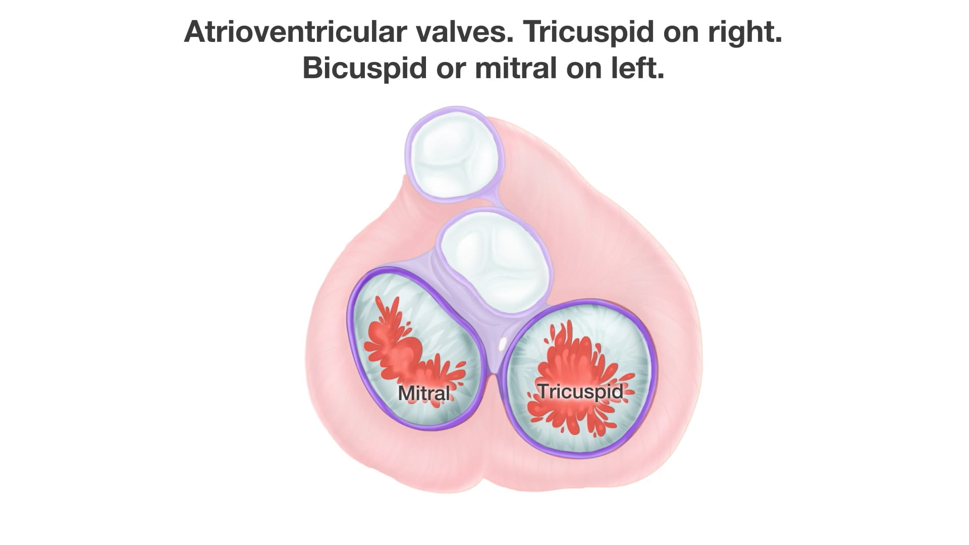 Text: Atrioventricular valves. Tricuspid on right. Bicuspid or mitral on left. Labels (left to right): Mitral, Tricuspid