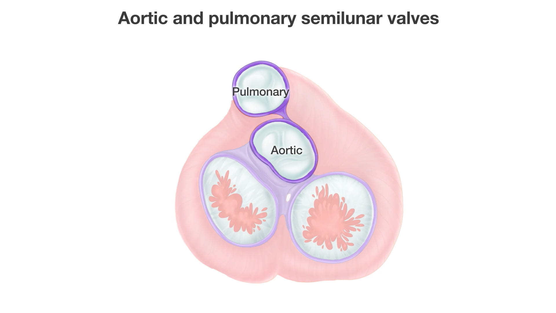 Labels (top to bottom): Pulmonary, aortic