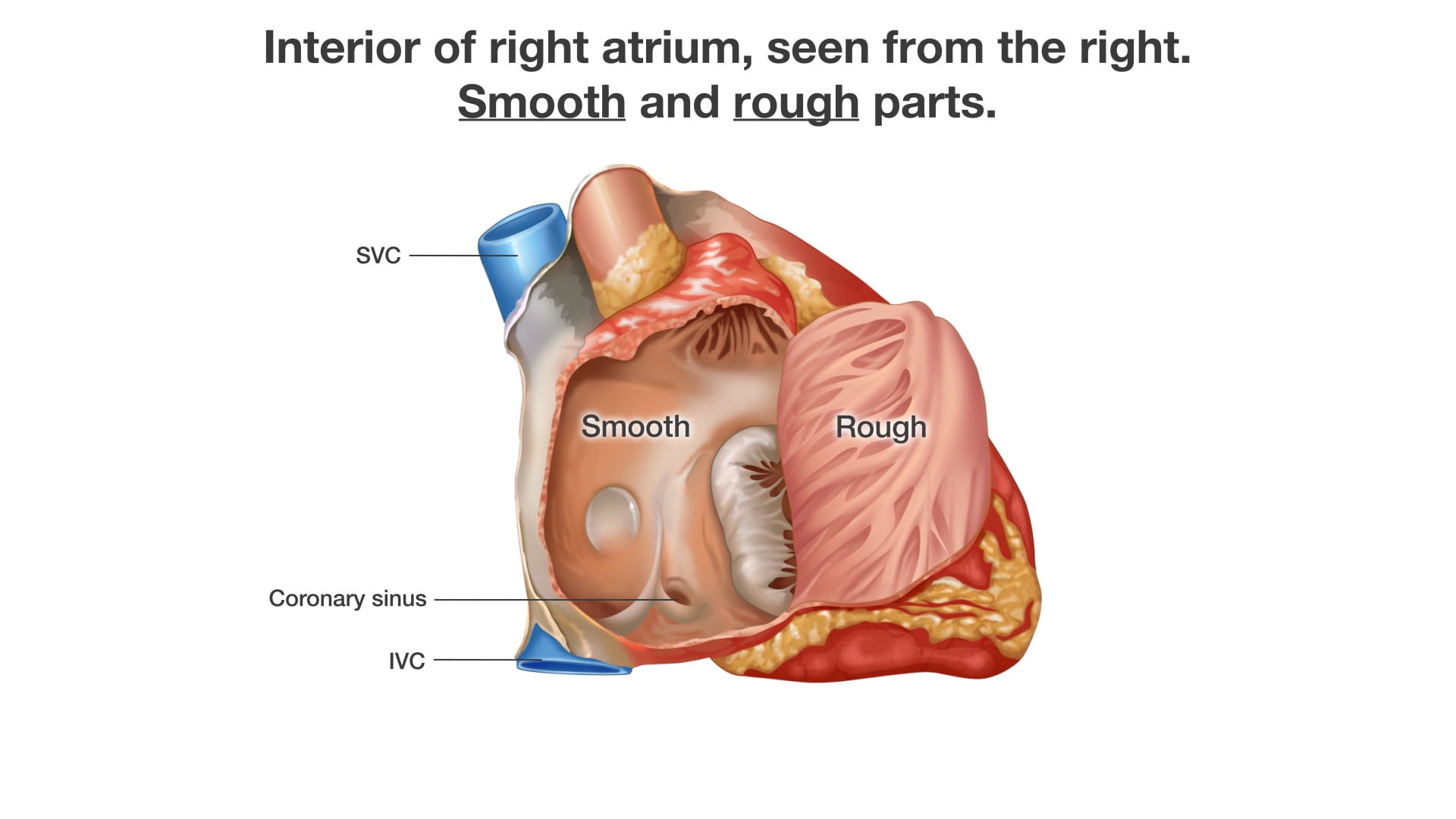 Labels (top to bottom): SVC, smooth, rough, coronary sinus, IVC