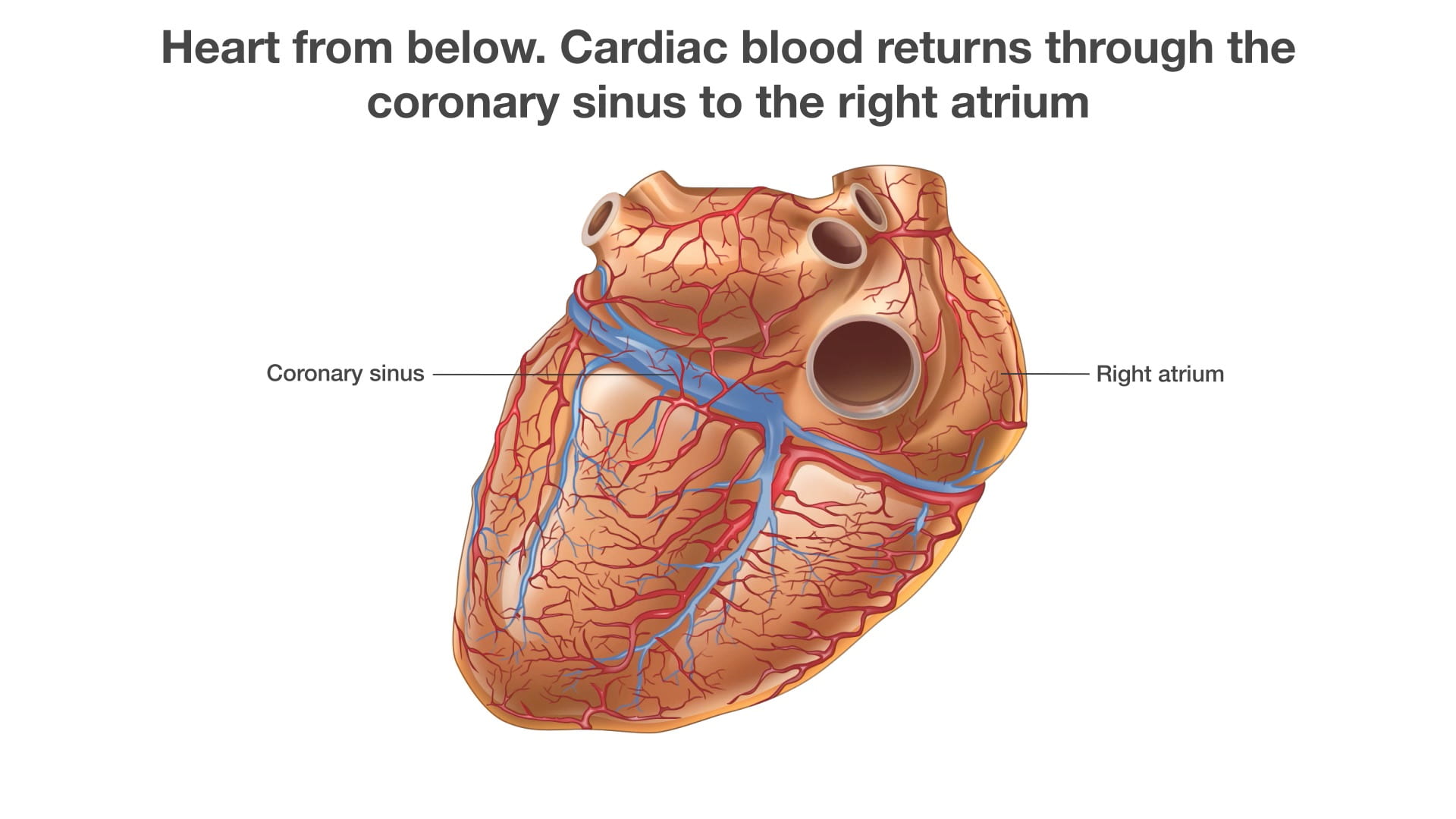 Labels (left to right): Coronary sinus, right atrium