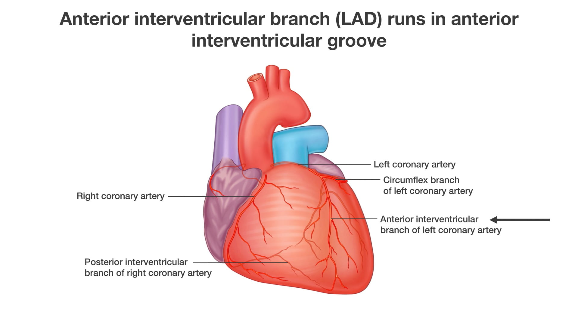 Labels (top to bottom): Left coronary artery, circumflex branch of left coronary artery, right coronary artery, anterior interventricular branch of left coronary artery, posterior interventricular branch of right coronary artery