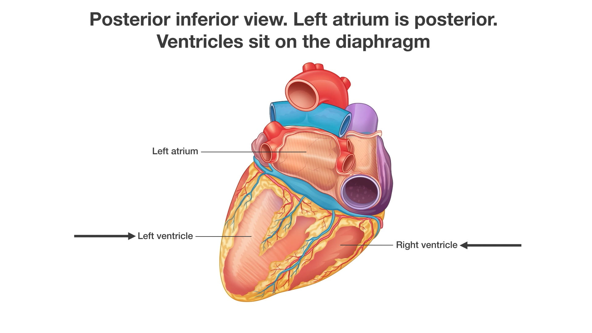 Labels (Left to right): Left ventricle, left atrium, right ventricle