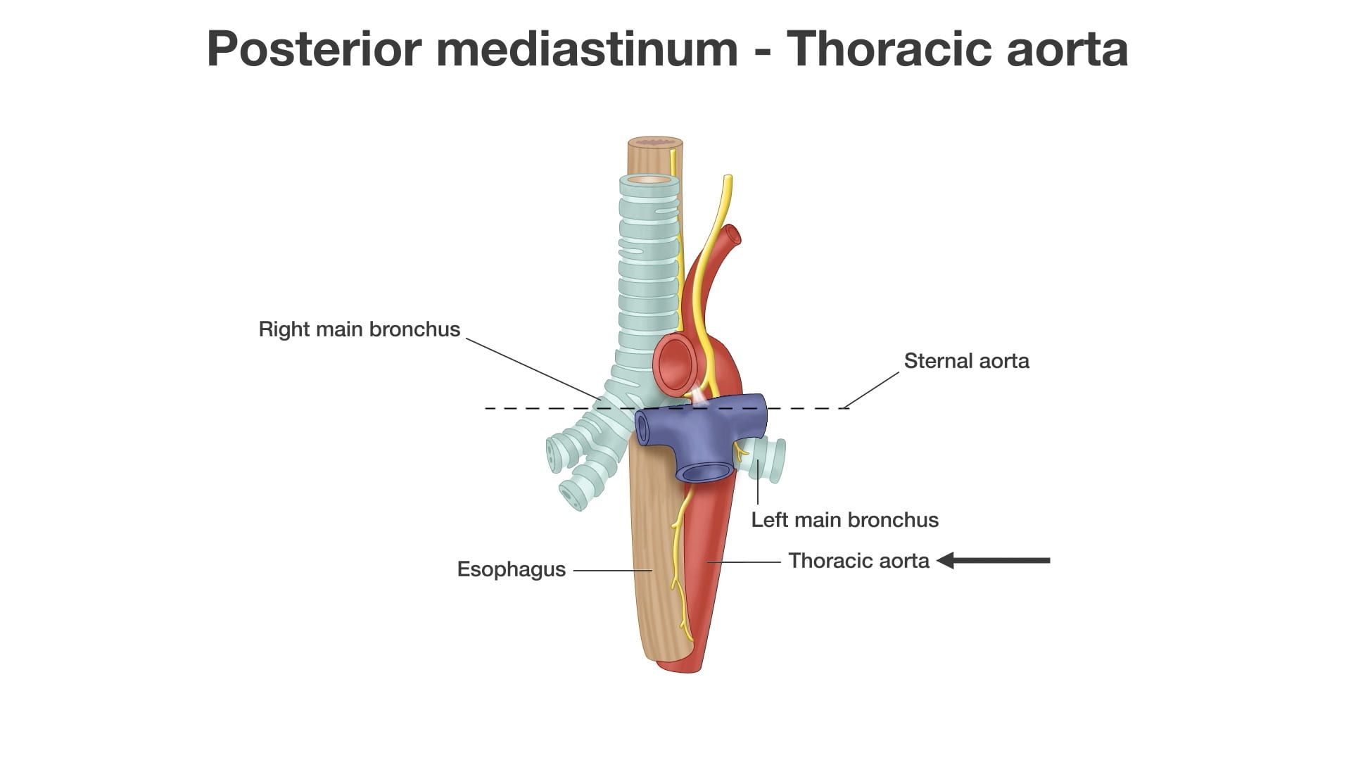 Labels (top to bottom): Right main bronchus, sternal aorta, left main bronchus, esophagus, thoracic aorta