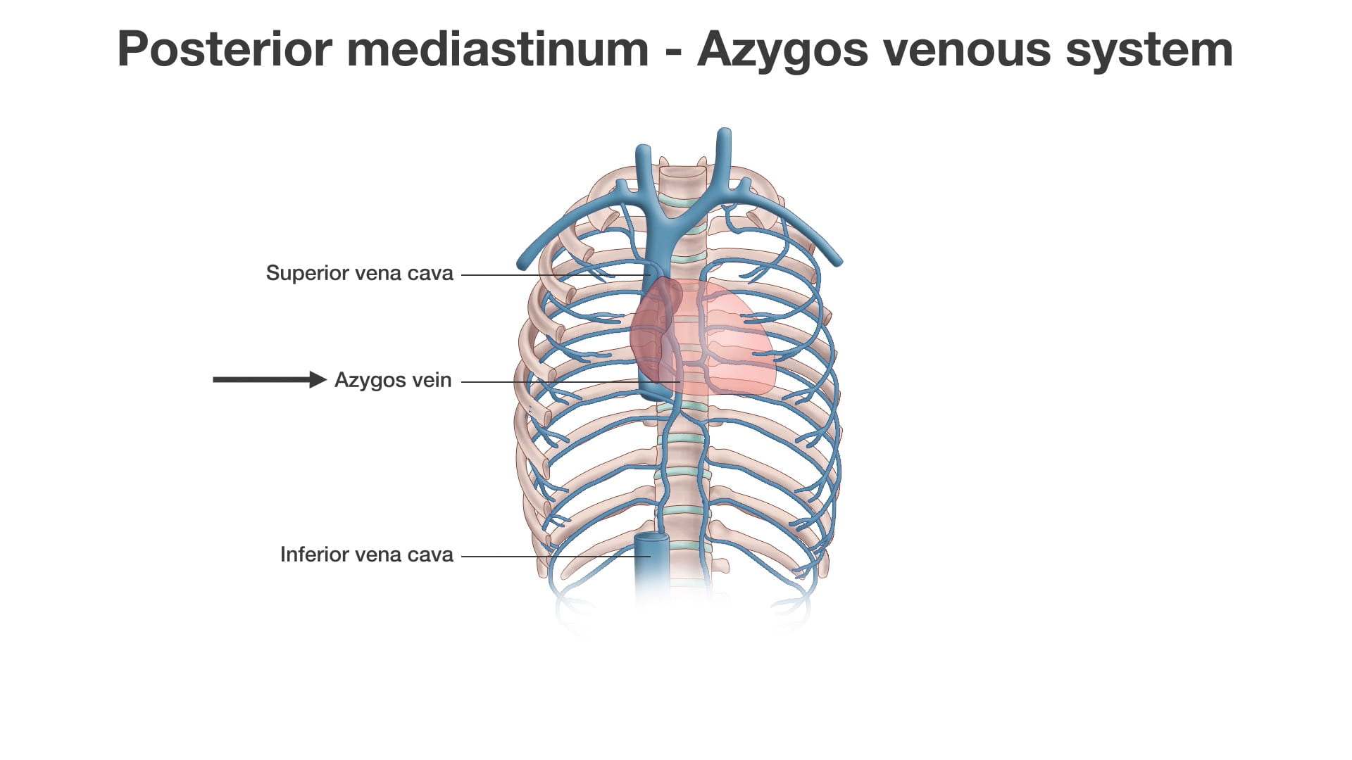 Labels (top to bottom): Superior vena cava, azygos vein, inferior vena cava