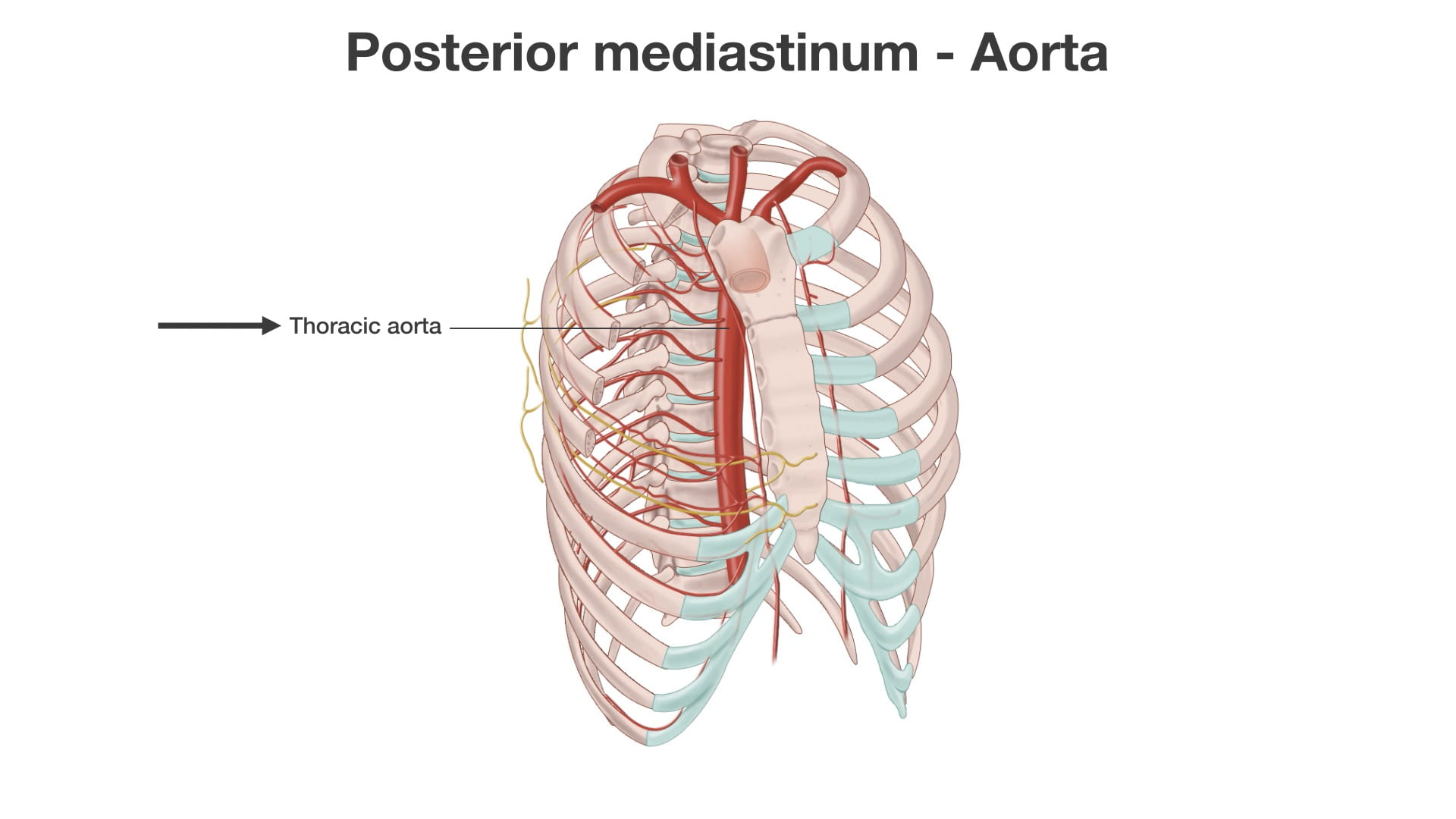 Label: Thoracic aorta