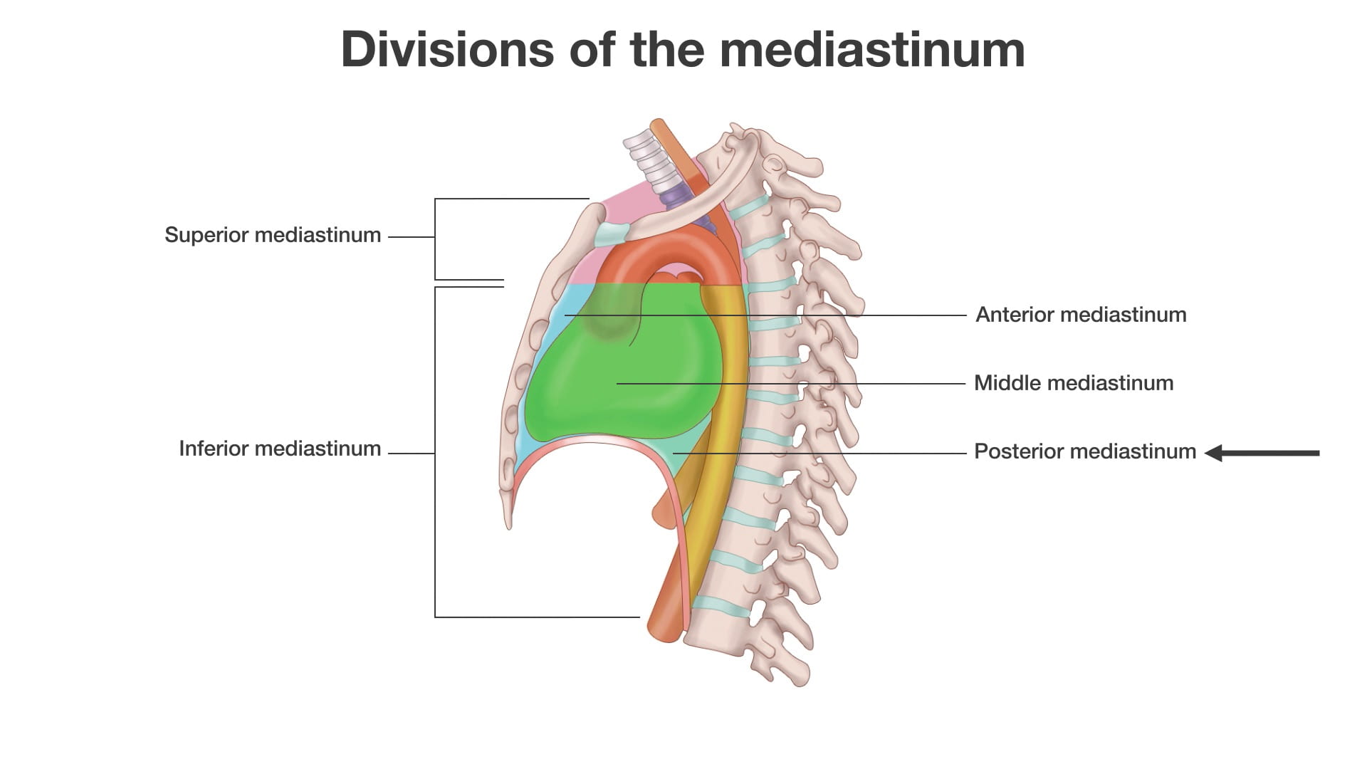 Labels (top to bottom): Superior mediastinum, anterior mediastinum, middle mediastinum, inferior mediastinum, posterior mediastinum