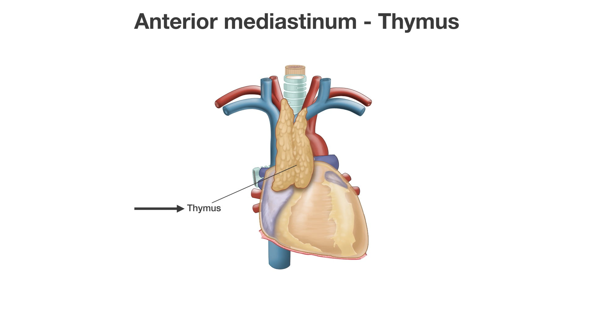 Label: Thymus