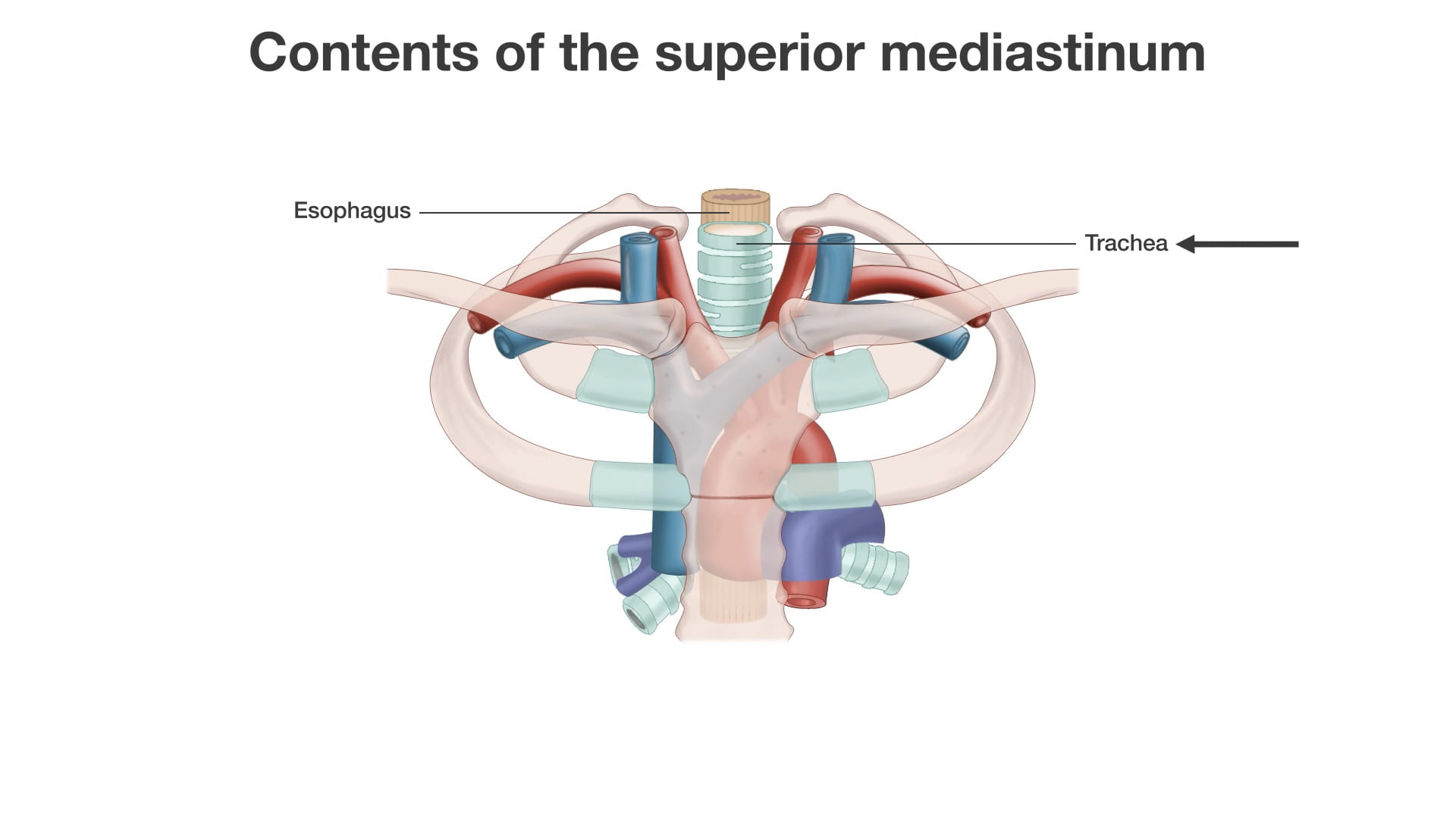 Labels (left to right): Esophagus, trachea