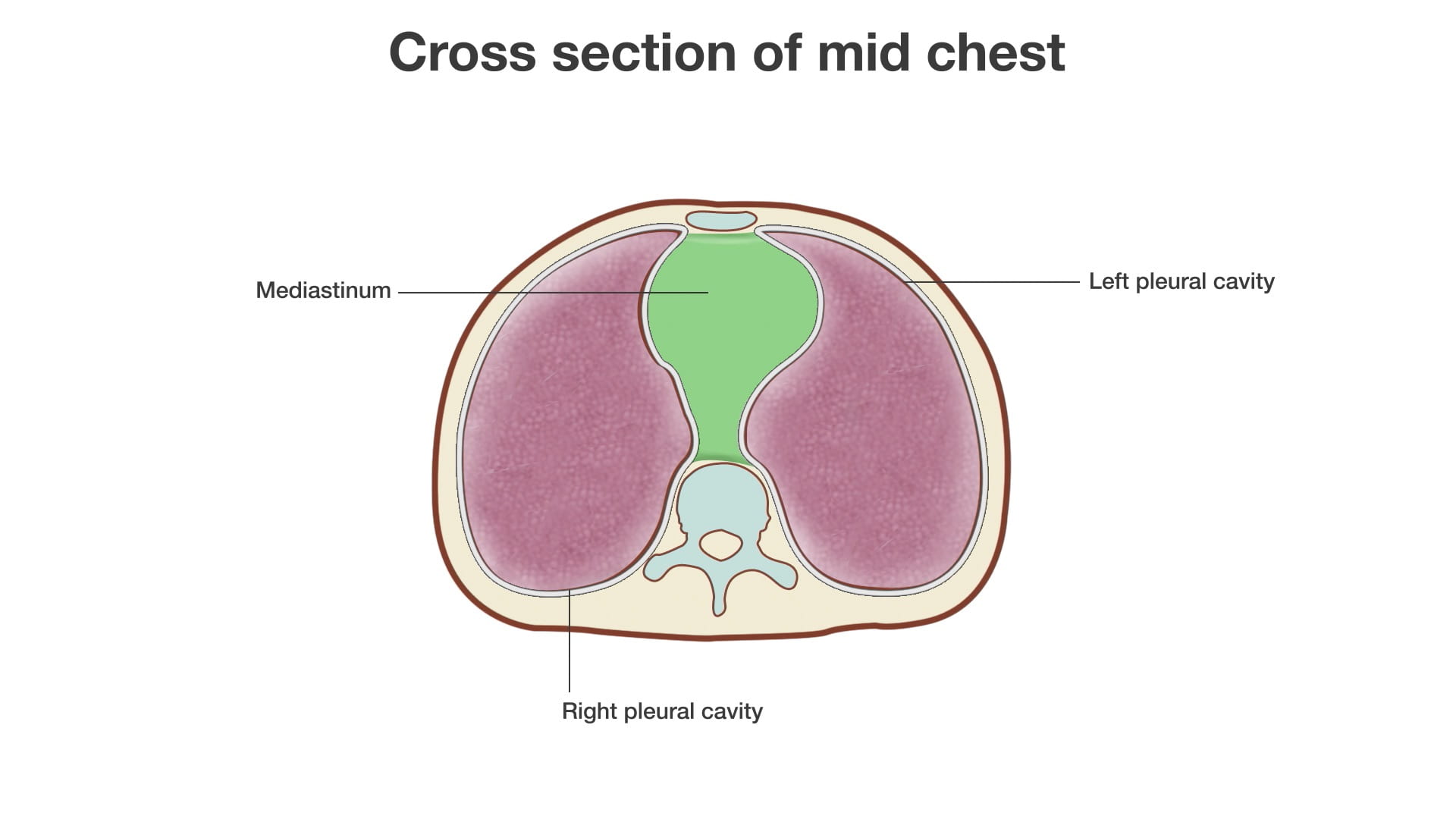 Labels (left to right): Mediastinum, right pleural cavity, left pleural cavity