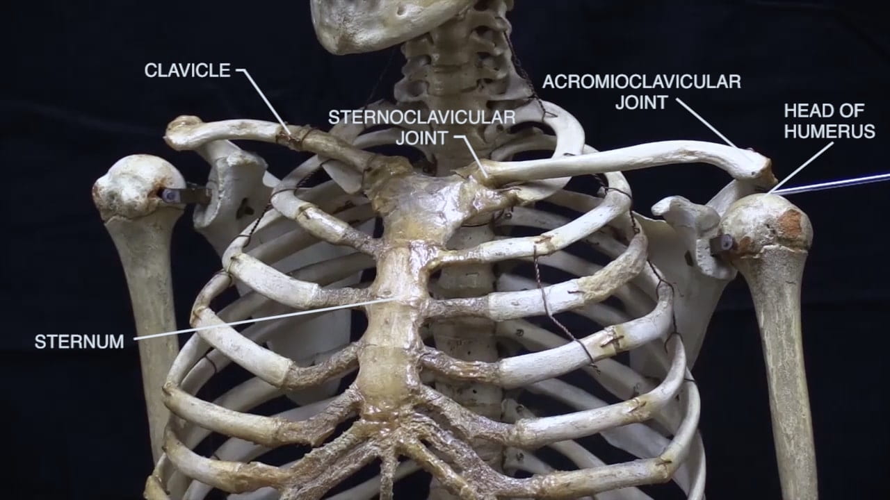 Labels (left to right): Sternum, clavicle, sternoclavicular joint, acromioclavicular joint, head of humerus