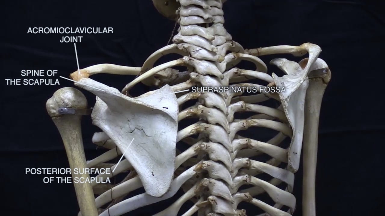 Labels (top to bottom): Acromioclavicular joint, spine of the scapula, supraspinatus fossa, posterior surface of the scapula