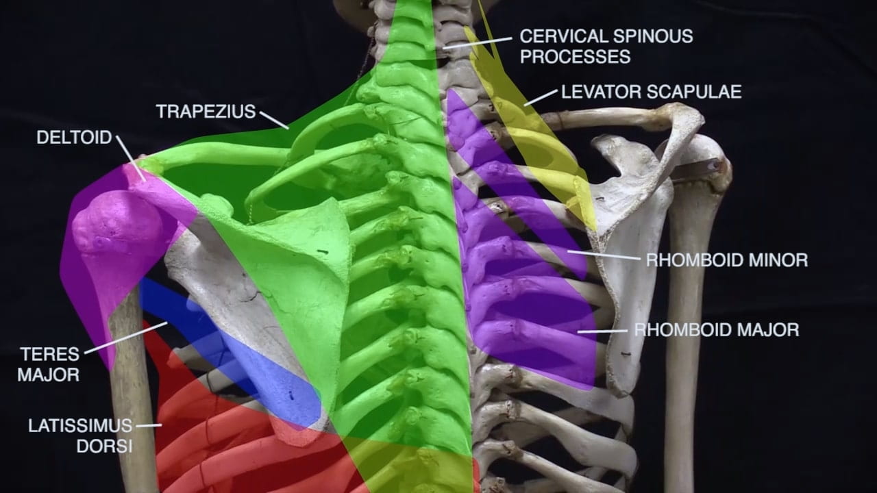 Labels (top to bottom): Cervical spinous processes, levator scapulae, trapezius, deltoid, rhomboid minor, teres major, rhomboid major, latissimus dorsi