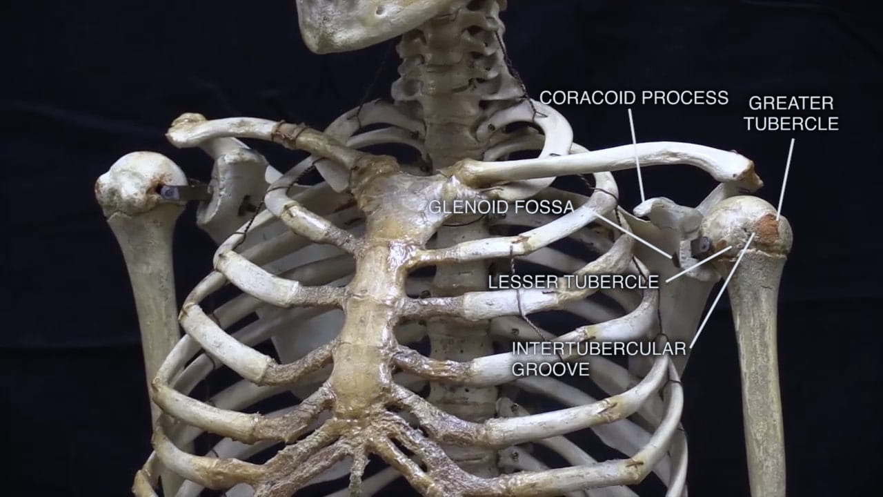 Labels (top to bottom): Coracoid process, greater tubercle, glenoid fossa, lesser tubercle, intertubercular groove