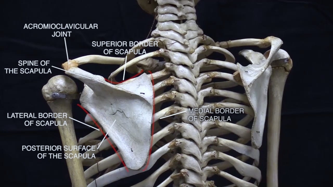 Labels (top to bottom): Acromioclavicular joint, superior border of scapula, spine of the scapula, medial border of scapula, lateral border of scapula, posterior surface of the scapula