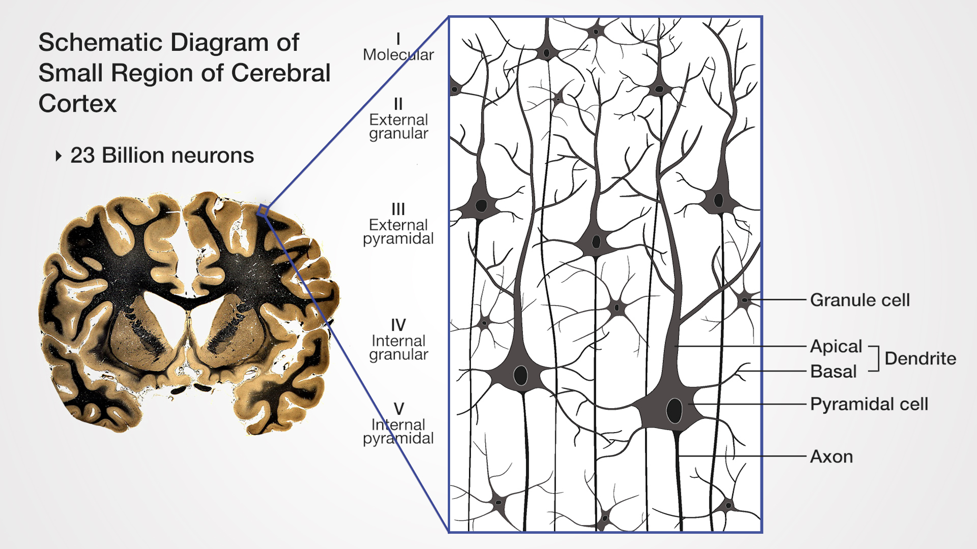 Text: 23 Billion neurons Orientation Labels (top to bottom): I - Molecular, II - External granular neurons, III - External pyramidal, IV - Internal granular, V - Internal pyramidal; Structural Labels (top to bottom): Granule cell, Dendrite: Apical and Basal, Pyramidal cell, Axon